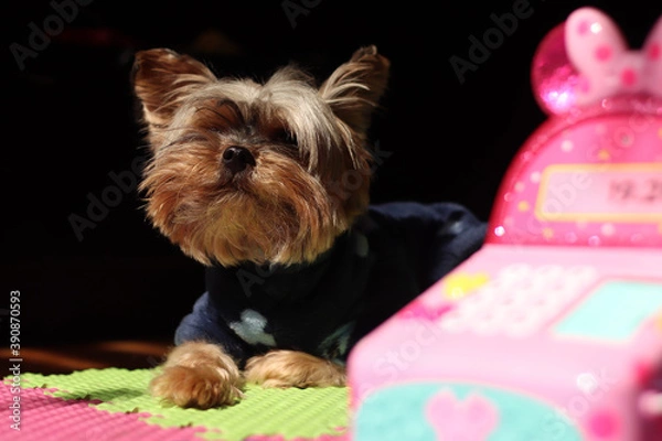 Fototapeta The beautiful yorkshire terrier