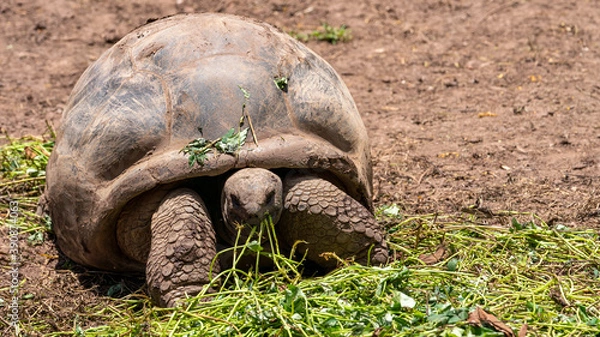 Obraz giant tortoise eating grass front view