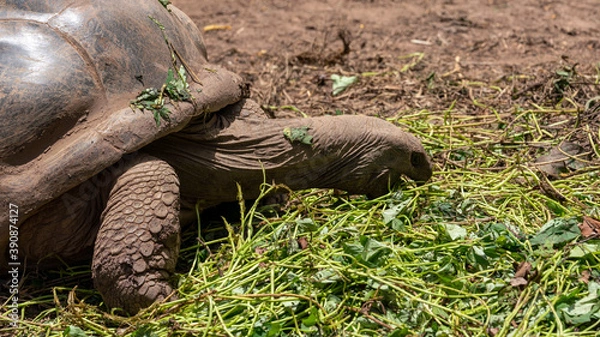 Obraz giant tortoise eating grass close-up
