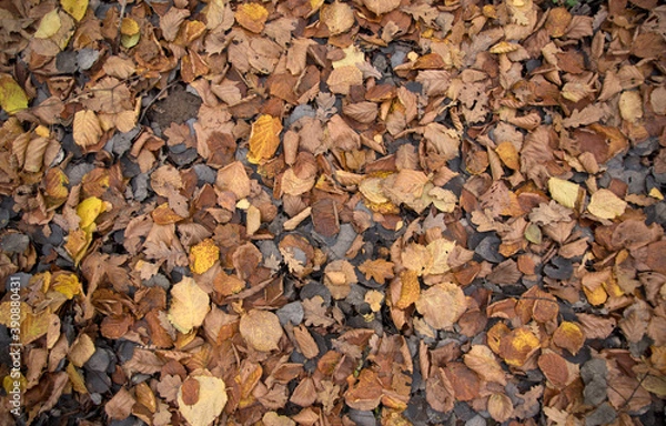 Obraz background: fallen autumn leaves on the ground