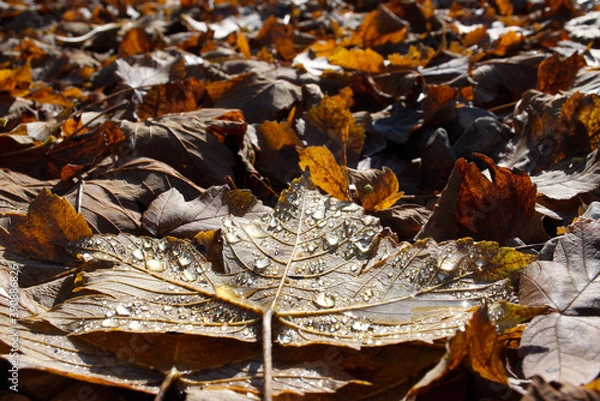 Fototapeta Herbstlaub mit Morgentau. Dieses Ahornblatt wurde in den bayrischen Alpen bei einer Bergtour aufgenommen. Leuchtet in prächtigen Farben in der Vormittagssonne und ist noch feucht vom Tau.