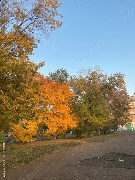 Obraz autumn in the park