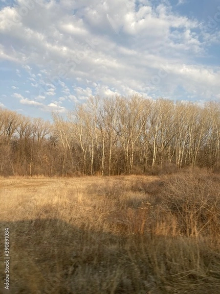 Obraz trees in the autumn