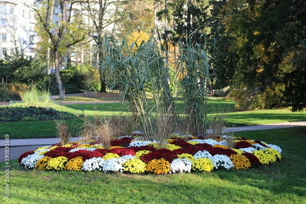 Fototapeta Massif de chrysanthèmes au parc Micaud à Besançon 1