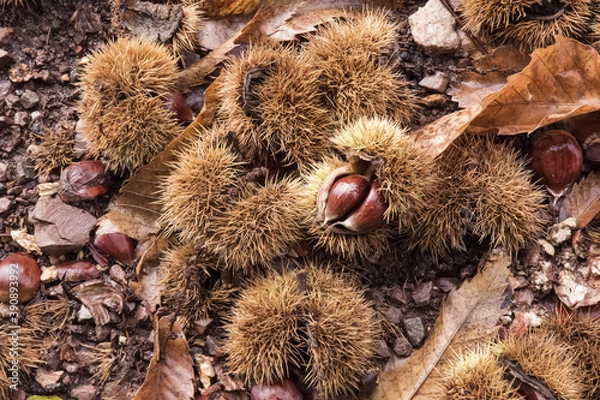 Fototapeta Autumn is the time of the chestnut harvest, the bags with the fruit inside fall to the ground and open
