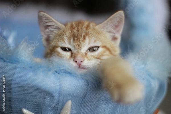 Fototapeta Cute blonde kitten