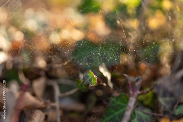 Fototapeta Spinnennetz Macro