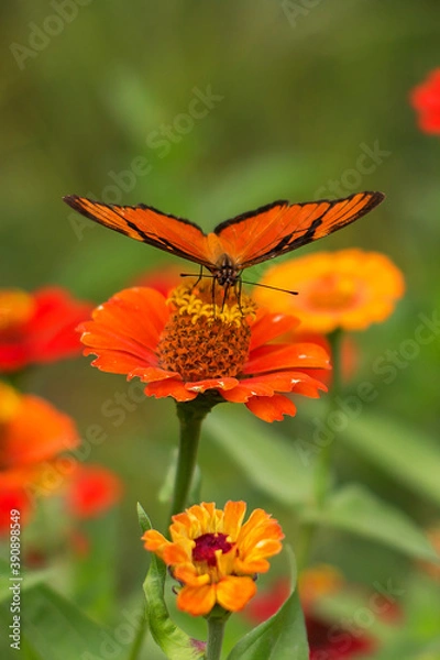 Obraz Naturaleza viva