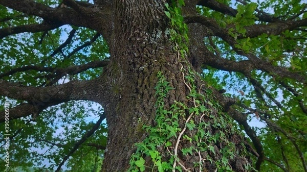 Fototapeta природа и животные