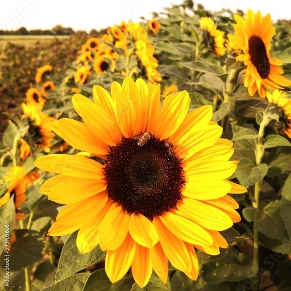 Fototapeta Sonnenblume 