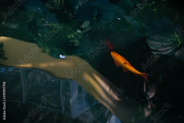 Obraz Un poisson et une plume dans l'eau