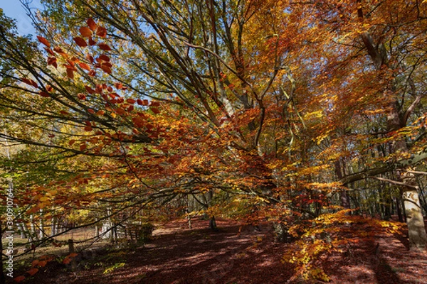 Obraz Jesienne klimaty.