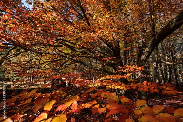 Obraz Jesienne klimaty.