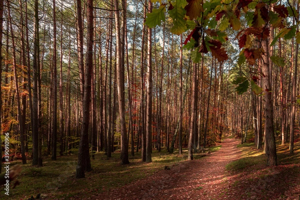 Obraz Jesienne klimaty.