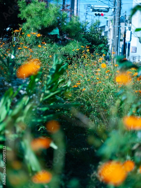 Fototapeta Green Orange