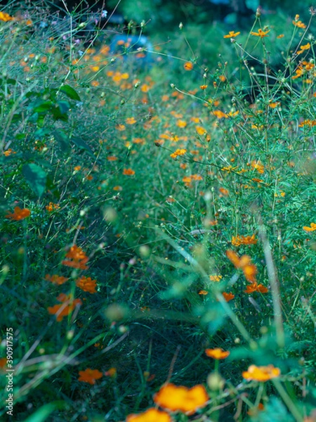 Fototapeta Green Orange