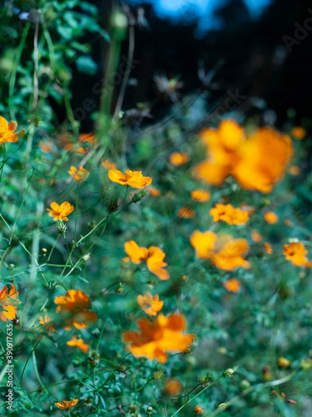 Fototapeta Green Orange
