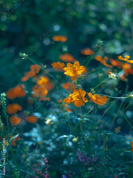 Fototapeta Green Orange