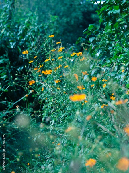 Fototapeta Green Orange