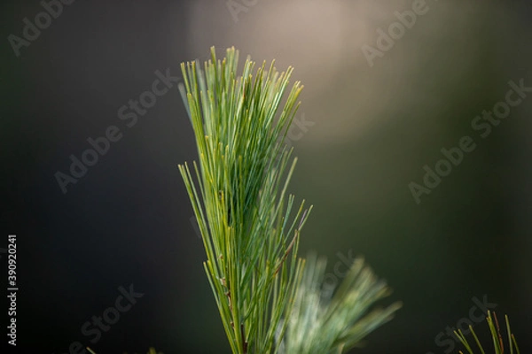 Fototapeta pine tree