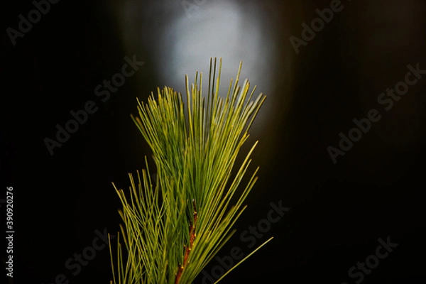 Fototapeta pine tree up close