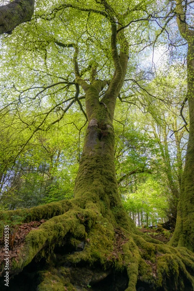 Fototapeta trees in the forest