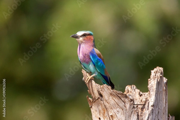 Fototapeta Lilac Breasted Roller in Kenya Africa
