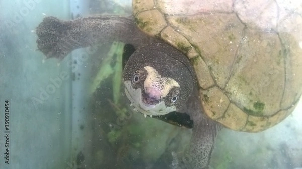 Fototapeta Tortuga en pecera