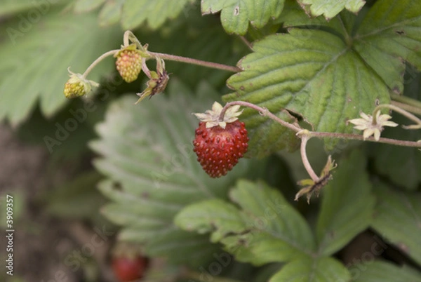 Fototapeta strawberries