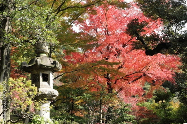 Fototapeta 紅葉の風景