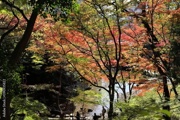 Fototapeta 紅葉の風景
