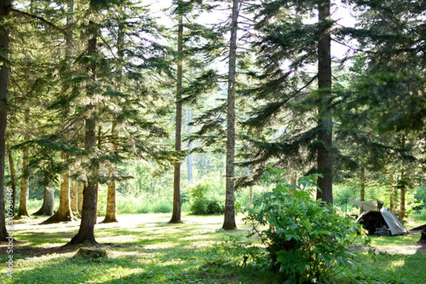 Obraz 林間キャンプ場
