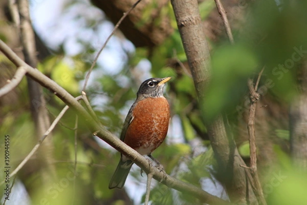 Obraz robin on a branch