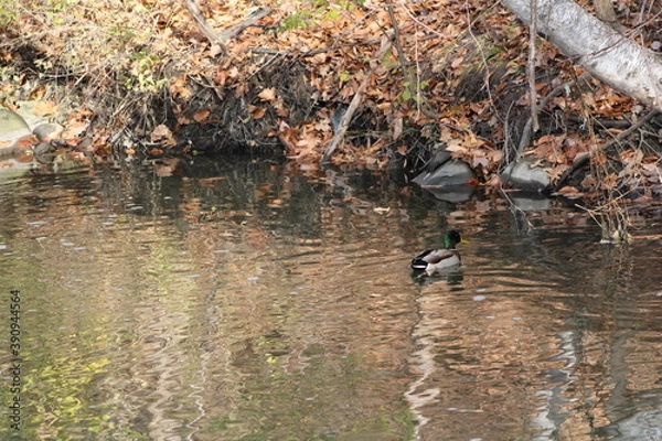 Obraz duck in an autumn pond