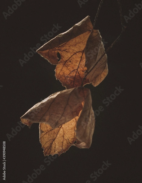 Obraz Dried grape leaves 