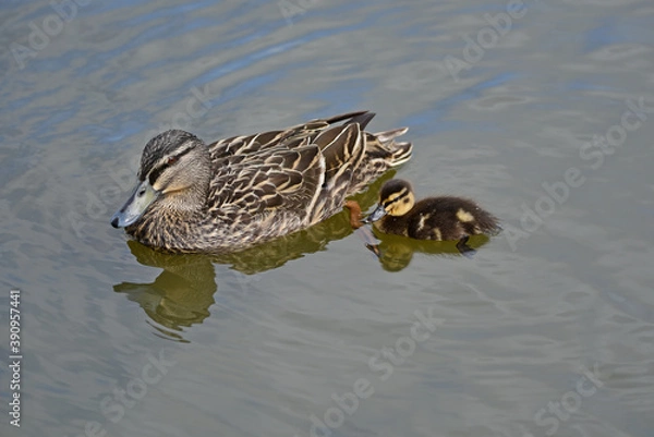 Fototapeta Mallard duck in the park in auckland 
