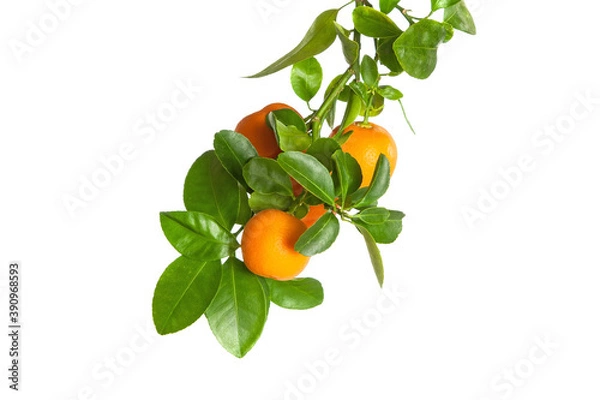 Fototapeta Small oranges on a branch isolated on white background