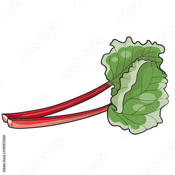 Fototapeta rhubarb leaves, cartoon illustration, isolated object on white background, vector,