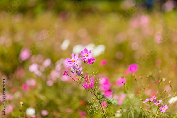 Fototapeta コスモス