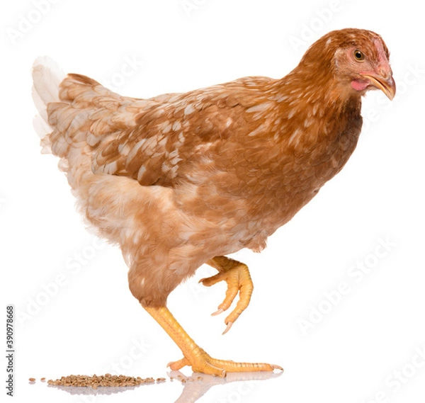 Obraz one brown chicken isolated on white background, studio shoot