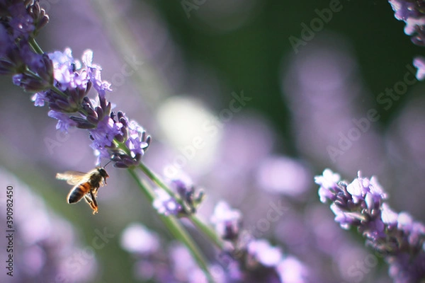 Fototapeta bee on lavender