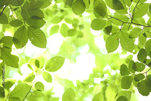 Fototapeta green leaves background