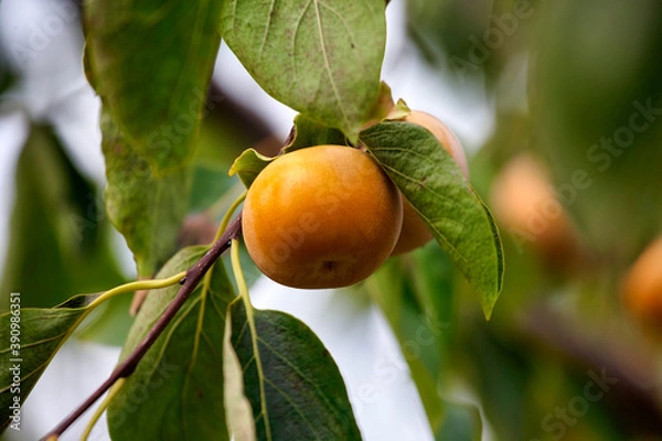 Fototapeta Persimmon tree with many persimmons in autumn. Persimmons that are ripened on the branches
