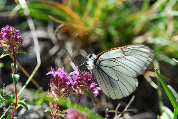 Obraz Le papillon blanc