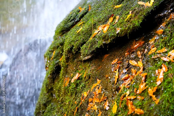 Fototapeta 滝と苔と落ち葉