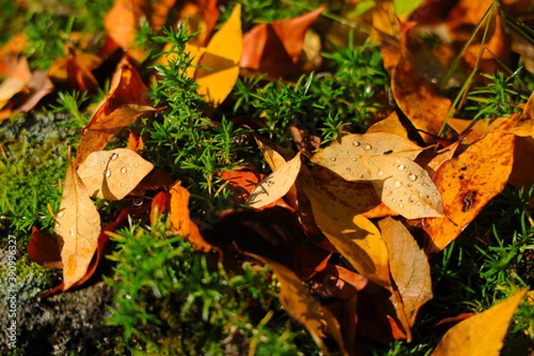 Obraz 紅葉の落ち葉