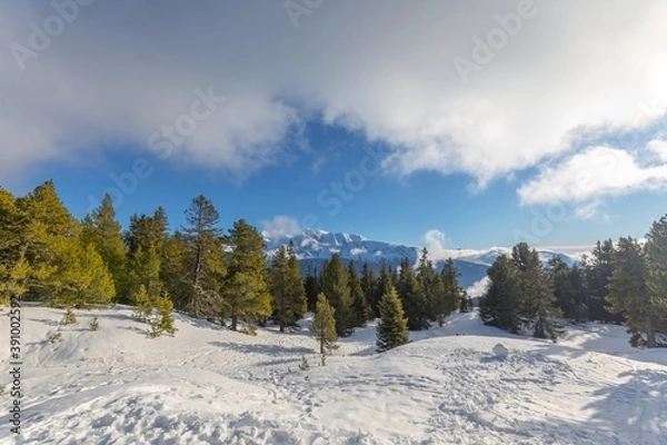 Fototapeta Mist covered trees in the mountains