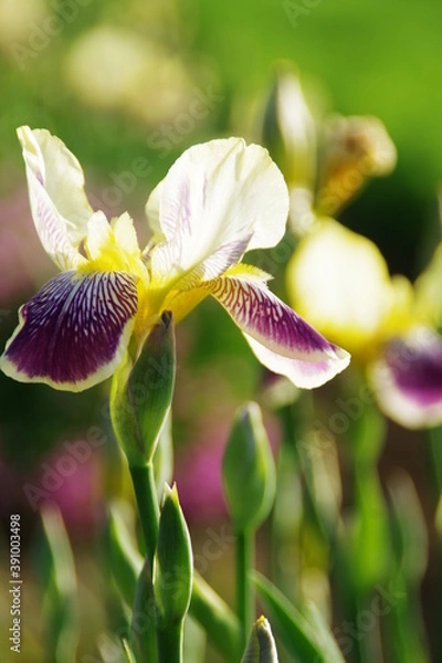 Fototapeta 菖蒲園