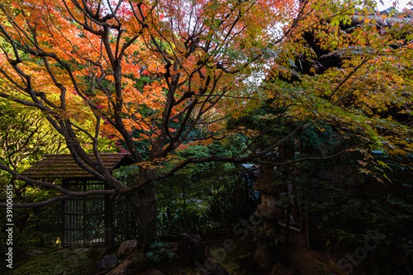 Fototapeta 日本　京都、桂春院の侘の庭と紅葉
