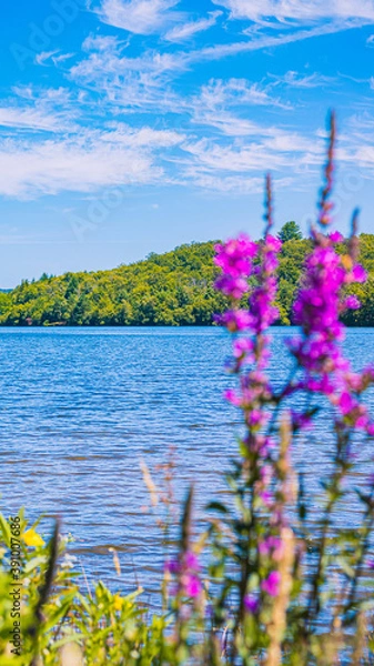 Obraz Phone Wallpaper